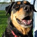Sherri Sampson Photo 16