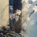 Crystal Bloom Photo 15