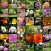 Virginia Spring Photo 5