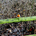 Robin Howlett Photo 10