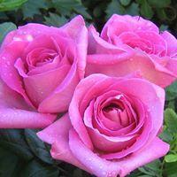 Rosa Salinas Photo 20