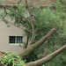 Evelyn Garrison Photo 16