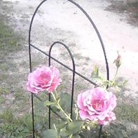 Colleen Cole Photo 40