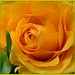 Kathy Adams Photo 30