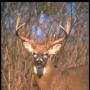 Gene Faulkner Photo 16