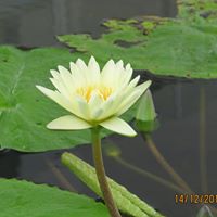 Ling Han Photo 18