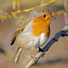 Robin Wales Photo 12