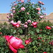 David Rose Photo 12