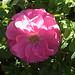 Rosa Thompson Photo 14