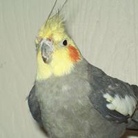 Alice Cheek Photo 11