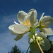 Jasmine White Photo 29