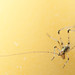 Melanie Speck Photo 5