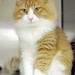 Ginger Porter Photo 35