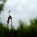 James Herndon Photo 35