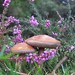 Heather Spore Photo 12