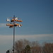 Martin Bird Photo 22