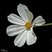 Daisy Mayfield Photo 12