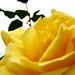 Joy Rose Photo 10