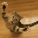 Matthew Glasson Photo 8