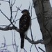 Tina Hawk Photo 27