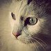 Christine Viens Photo 16