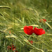 Suzanne Wheat Photo 8