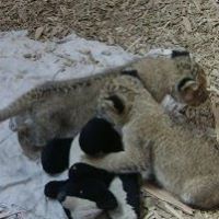 Lori Chapman Photo 20