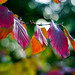 Dan Herbst Photo 9