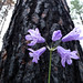 Hyacinth Stephens Photo 4