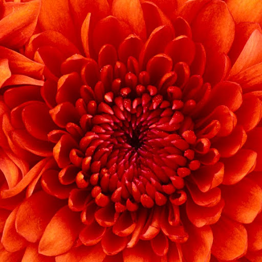 Patricia Chartier Photo 26
