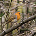 Robin Heath Photo 27