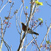 Robin Naples Photo 2
