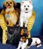 Diane Crowe Photo 13