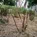 Anton Gruenes Photo 5