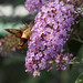 Kurt Weber Photo 36