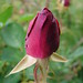 Rose Stafford Photo 10
