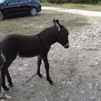 Susan Ulbricht Photo 1