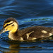 Chris Gidney Photo 5