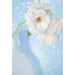 Rose White Photo 11
