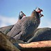 Don Fowls Photo 5