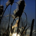 Terra Reed Photo 20