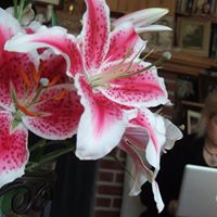 Heather Merry Photo 10