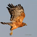 Dan Hawks Photo 6