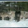 Sharon Kline Photo 25