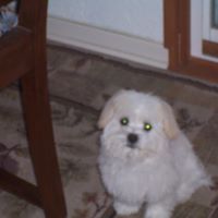 Sharon Glickman Photo 8
