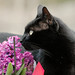 Hyacinth Francis Photo 18
