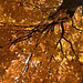 Sun Song Photo 34