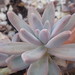 Vera Higgins Photo 17