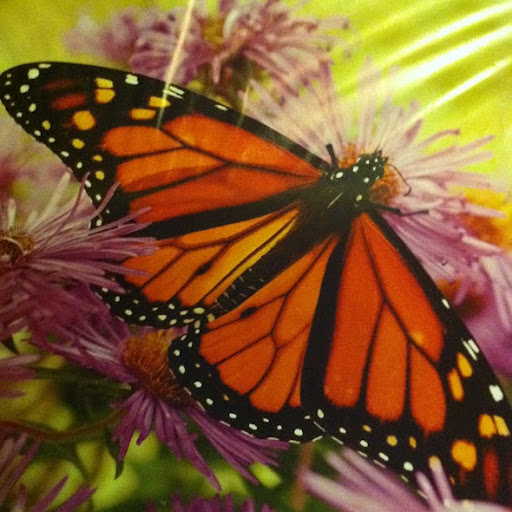 Rhonda Clayton Photo 23