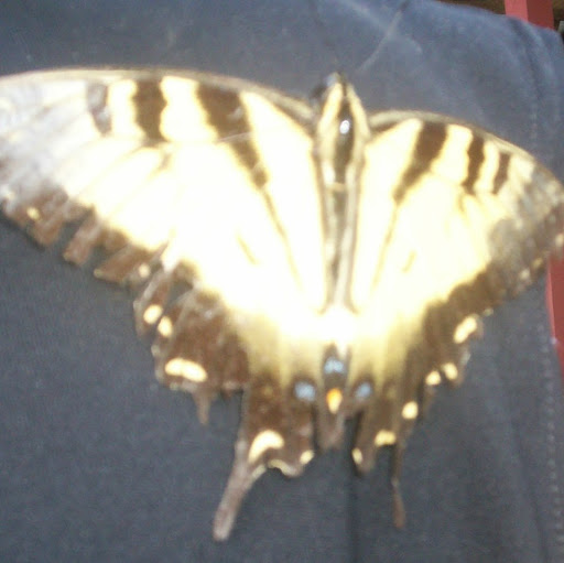 Anne Dutton Photo 7